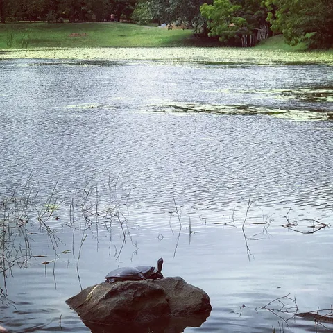 Look at these lovely turtles which we found in the lake close by our hotel :)