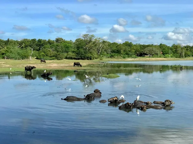 Water buffalo in a lake at a national park